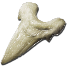 Megalodontooth